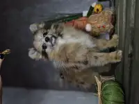 ШПИЦ МИНИ, фотография 10