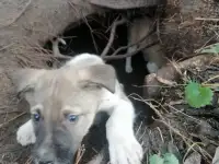 Отдам щенка бесплатно, фотография 2