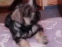 Щенок цвергшнауцера