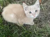Котенок в добрые ручки, фотография 3