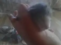 Котята Майн куе, фотография 6