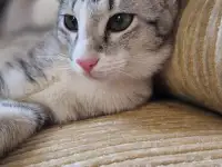 Ориентальный котёнок кошечка, фотография 3