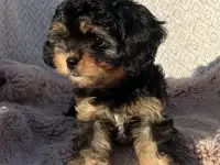 Кавапу девочка мини (Cavapoo), фотография 2