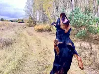 Щенки ротвейлера, фотография 5