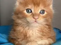 Котята Мейн-кун, фотография 2