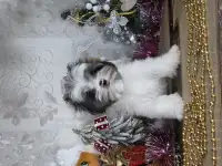 Щенки бивер йорк