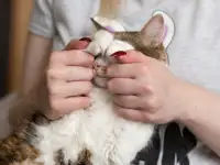 Пушинка - кошечка для человека, фотография 4