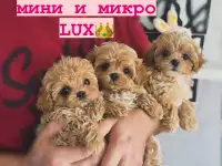 Мальтипу ф1 элитные мини и микро Корея только у нас, фотография 3