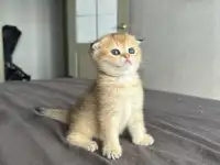 Котята шотландские окрас золотая шиншилла, фотография 2