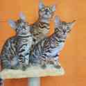 Бенгальские клубные котята., фотография 3