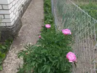 Продается хороший сухой дом, удобный для проживания и отдыха., фотография 6