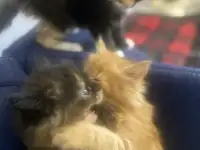 Котята Мейн-Кун, фотография 2
