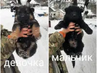 Щенки немецкой овчарки, фотография 3