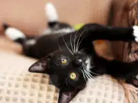 Котята в дар. Бесплатно в хорошие руки, фотография 12