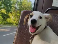 Щенок ищет дом!, фотография 3
