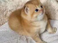 ЗОЛОТАЯ ШИНШИЛЛА шотландские котята, фотография 2