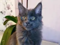 Мейн кун, фотография 2