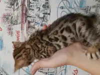 Бенгальские котята, фотография 2