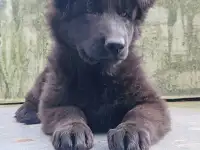 Щенок немецкой овчарки.