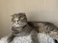 Отдадим кота в хорошие руки. 2 года, фотография 3