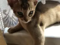 Котята, фотография 8
