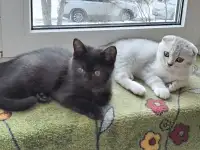 Скоттиш-страйт, шотландцы, фотография 3