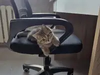 Котенок, фотография 5