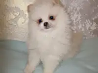 ШПИЦ, фотография 3