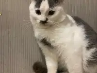 Котенок в дар, фотография 3