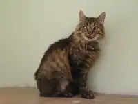 Умный молодой кот Шурик в дар, фотография 4