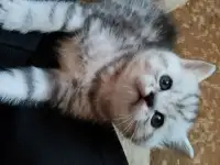 Британские котята, фотография 10