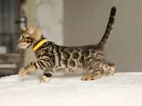 Бенгальский мальчик, фотография 2