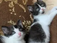 Котята ищут дом, фотография 2