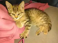 Котенок 2-3 мес, фотография 3