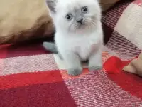 Британские котята СКИДКА 60% (питомник), фотография 7