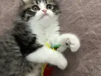 Продам персидских котят, фотография 6