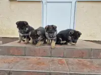 Щенки немецкой овчарки
