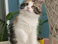 Котенок мейн кун из питомника, фотография 3