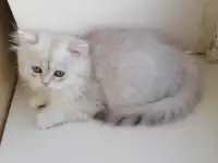 Британская кошечка, фотография 3