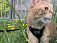 Котик в добрые руки, фотография 12