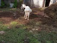 Коза