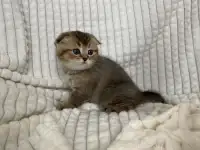 Шотландские котята голубая золотая шиншилла, фотография 2
