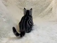 Скоттиш страйт, кошечка, котенок, окрас SFS 71 ns22, мрамор на серебре, фотография 5