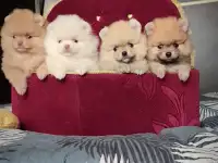 Померанский шпиц, щенки. Мини мишки