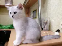 Британские серебристые котята, фотография 3