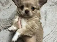 Щенки чихуахуа
