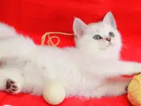Котята британские