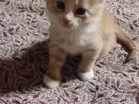 Отдам рыжего котенка-мальчика в дар, фотография 3