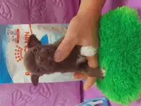 Мини чихуахуа