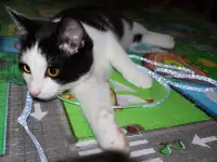 Домашний котенок 4мес. Умный, чуткий, заботливый, веселый, разговаривает, фотография 7